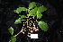  ( - CNS_CC_R_A5)  @11 [ ] Copyright (2010) Australia Tropical Herbarium CSIRO, Queensland Government and James Cook University