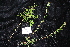  ( - CNS_CC_R_D5)  @11 [ ] Copyright (2010) Australia Tropical Herbarium CSIRO, Queensland Government and James Cook University