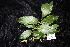  ( - CNS_CC_R_A6)  @11 [ ] Copyright (2010) Australia Tropical Herbarium CSIRO, Queensland Government and James Cook University