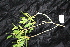  (Elaeocarpus sericopetalus - CNS_CC_R_E7)  @11 [ ] Copyright (2010) Australia Tropical Herbarium CSIRO, Queensland Government and James Cook University