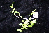  ( - CNS_CC_R_G7)  @11 [ ] Copyright (2010) Australia Tropical Herbarium CSIRO, Queensland Government and James Cook University