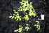  ( - CNS_CC_R_D8)  @11 [ ] Copyright (2010) Australia Tropical Herbarium CSIRO, Queensland Government and James Cook University
