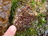  (Eutrichosiphonia - GWS013663)  @13 [ ] CreativeCommons - Attribution Non-Commercial Share-Alike (2010) Unspecified University of New Brunswick