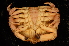  (Metacarcinus edwardsii - ZSMA20061475)  @14 [ ] Copyright (2011) Roland Meyer Unspecified