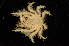  (Pisoides - ZSMA20111405)  @13 [ ] Copyright (2011) Roland Meyer Unspecified