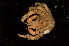  ( - ZSMA20111406)  @13 [ ] Copyright (2011) Roland Meyer Unspecified