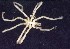  (Anoplodactylus californicus - ZSMA20111321)  @13 [ ] Copyright (2011) Andrea Weis Unspecified