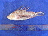  ( - SA8JZ095)  @11 [ ] Unspecified (default): All Rights Reserved  Unspecified Unspecified