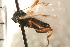  ( - CGTURK-0070)  @11 [ ] CreativeCommons - Attribution (2008) Unspecified Centre for Biodiversity Genomics