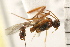  ( - CGTURK-0093)  @13 [ ] CreativeCommons - Attribution (2008) Unspecified Centre for Biodiversity Genomics