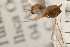 ( - CGTURK-0095)  @12 [ ] CreativeCommons - Attribution (2008) Unspecified Centre for Biodiversity Genomics