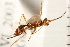  ( - CGTURK-0096)  @12 [ ] CreativeCommons - Attribution (2008) Unspecified Centre for Biodiversity Genomics