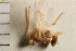  ( - CGTURK-0101)  @11 [ ] CreativeCommons - Attribution (2008) Unspecified Centre for Biodiversity Genomics