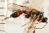  ( - CGTURK-0160)  @11 [ ] CreativeCommons - Attribution (2008) Unspecified Centre for Biodiversity Genomics