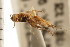  ( - CGTURK-0229)  @11 [ ] CreativeCommons - Attribution (2008) Unspecified Centre for Biodiversity Genomics