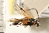  (Agathis nigra - CGTURK-0236)  @11 [ ] CreativeCommons - Attribution (2008) Unspecified Centre for Biodiversity Genomics