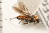 (Agathis syngenesiae - CGTURK-0239)  @11 [ ] CreativeCommons - Attribution (2008) Unspecified Centre for Biodiversity Genomics