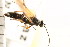  (Agathis melpomene - CGTURK-0241)  @11 [ ] CreativeCommons - Attribution (2008) Unspecified Centre for Biodiversity Genomics