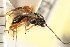  ( - CGTURK-0242)  @12 [ ] CreativeCommons - Attribution (2008) Unspecified Centre for Biodiversity Genomics