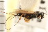  (Agathis rufipalpis - CGTURK-0250)  @11 [ ] CreativeCommons - Attribution (2008) Unspecified Centre for Biodiversity Genomics