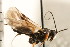  ( - CGTURK-0254)  @11 [ ] CreativeCommons - Attribution (2008) Unspecified Centre for Biodiversity Genomics