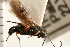  (Agathis malvacearum - CGTURK-0258)  @11 [ ] CreativeCommons - Attribution (2008) Unspecified Centre for Biodiversity Genomics