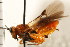  (Agathis gloucoptera - CGTURK-0261)  @11 [ ] CreativeCommons - Attribution (2008) Unspecified Centre for Biodiversity Genomics