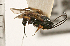  (Agathis breviseta - CGTURK-0267)  @11 [ ] CreativeCommons - Attribution (2008) Unspecified Centre for Biodiversity Genomics