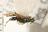  ( - CGTURK-0269)  @11 [ ] CreativeCommons - Attribution (2008) Unspecified Centre for Biodiversity Genomics