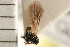  ( - CGTURK-0286)  @11 [ ] CreativeCommons - Attribution (2008) Unspecified Centre for Biodiversity Genomics