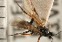  ( - CGTURK-0287)  @11 [ ] CreativeCommons - Attribution (2008) Unspecified Centre for Biodiversity Genomics