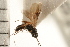  (Agathis lugubris - CGTURK-0288)  @11 [ ] CreativeCommons - Attribution (2008) Unspecified Centre for Biodiversity Genomics