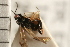  ( - CGTURK-0289)  @11 [ ] CreativeCommons - Attribution (2008) Unspecified Centre for Biodiversity Genomics