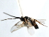 ( - CGTURK-0439)  @12 [ ] CreativeCommons - Attribution (2009) Unspecified Centre for Biodiversity Genomics