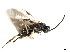  ( - CGTURK-0481)  @12 [ ] CreativeCommons - Attribution (2009) Unspecified Centre for Biodiversity Genomics