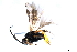  ( - CGTURK-0906)  @12 [ ] CreativeCommons - Attribution (2009) Unspecified Centre for Biodiversity Genomics