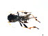  ( - CGTURK-0972)  @12 [ ] Unspecified (default): All Rights Reserved  Unspecified Unspecified
