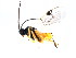  (Choeras dorsalis - CGTURK-0974)  @12 [ ] Unspecified (default): All Rights Reserved  Unspecified Unspecified