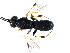  ( - CGTURK-1018)  @12 [ ] Unspecified (default): All Rights Reserved  Unspecified Unspecified