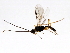  (Clinocentrus caucasicus - CGTURK-1234)  @13 [ ] CreativeCommons - Attribution (2009) Unspecified Centre for Biodiversity Genomics
