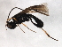  (Ascogaster annularis - CGTURK-1649)  @13 [ ] CreativeCommons - Attribution (2009) Unspecified Centre for Biodiversity Genomics