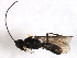  ( - CGTURK-1652)  @12 [ ] CreativeCommons - Attribution (2009) Unspecified Centre for Biodiversity Genomics