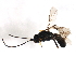  ( - CGTURK-1653)  @12 [ ] CreativeCommons - Attribution (2009) Unspecified Centre for Biodiversity Genomics