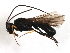  (Ascogaster excavata - CGTURK-1656)  @13 [ ] CreativeCommons - Attribution (2009) Unspecified Centre for Biodiversity Genomics