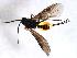  ( - CGTURK-1687)  @12 [ ] CreativeCommons - Attribution (2009) Unspecified Centre for Biodiversity Genomics