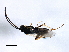  ( - CGTURK-1768)  @13 [ ] CreativeCommons - Attribution (2009) Unspecified Centre for Biodiversity Genomics