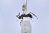  (Priocnemus hestia - UUPomp_197)  @11 [ ] CreativeCommons - Attribution Share-Alike (2025) Jeremy Blaschke Union University