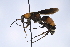  (Psorthaspis - UUPomp_219)  @11 [ ] CreativeCommons - Attribution Share-Alike (2025) Unspecified Union University