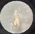  (Eratoneura teres - MRR_04_Host)  @11 [ ] Copyright (2025) Jeremy Blaschke Union University