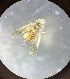  (Erythridula parvispicata - MRR_32_Host)  @11 [ ] Copyright (2025) Jeremy Blaschke Union University